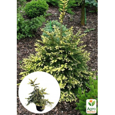 Ель восточная Aureospicata С4, высота 40-50см
