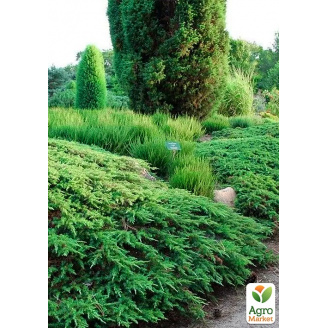 Можжевельник обыкновенный 3-х летний Green Carpet С3, высота 30-40см