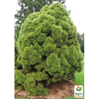 Сосна обычная Globosa Viridis (ком/сетка), диаметр 70-90см