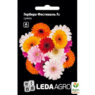 Гербера Фестиваль F1 суміш ТМ Leda Agro 4шт