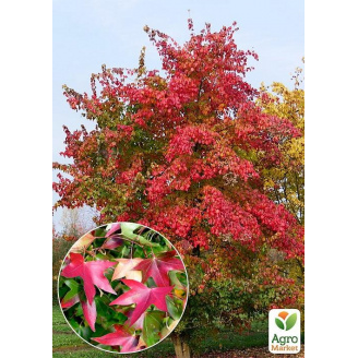 Клен Бунге (Acer Truncatum Bunge) вазон Р9