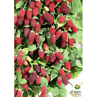 Малинно-ожиновий гібрид Тайберрі (Tayberry) (ранній термін дозрівання, слабошипний сорт)
