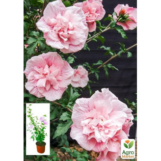 Гибискус сирийский Pink Chiffon С2, высота 20-40 см