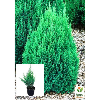 Ялівець китайський 3-х річний Stricta С3, висота 30-40 см