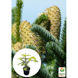Пихта Греческая 3-х летняя Abies cephalonica (высота 20-30см)