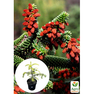 Пихта Испанская 3-х летняя Abies pinsapo (высота 25-35см)