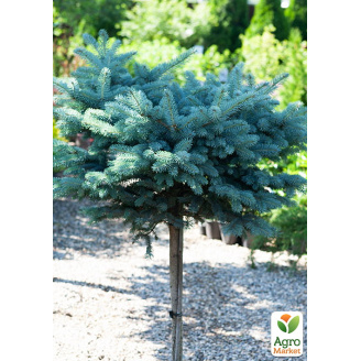 Ель колючая на штамбе Glauca Globosa С5, высота 70-100см