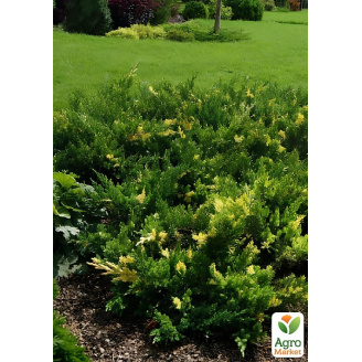 Можжевельник китайский Expansa Variegata (ком/сетка) диаметр 60-70 см