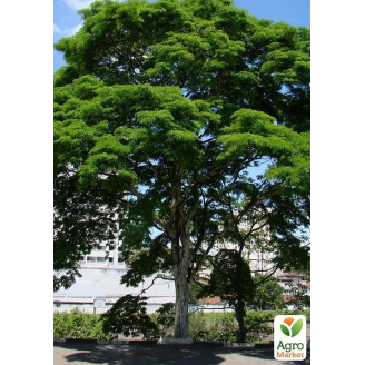 Оксамит Амурський Phellodendron Amurense (коркове дерево, лікувальне)