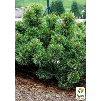 Сосна Кримська (Pinus pallasiana) вазон Р9