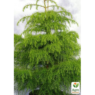 Криптомерія японська Елеганс Вірідіс (Cryptomeria japonica Elegans Viridis) вазон Р9