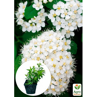 Спирея японская 2-х летняя Albifloraвазон С2, высота 20-40см