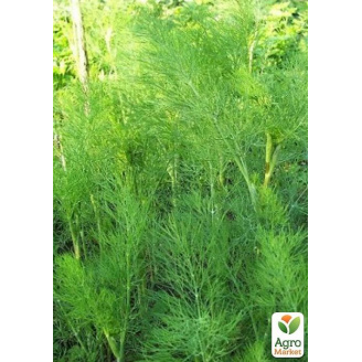 Укроп Кустовой (в банке) ТМ Весна Органик 20г