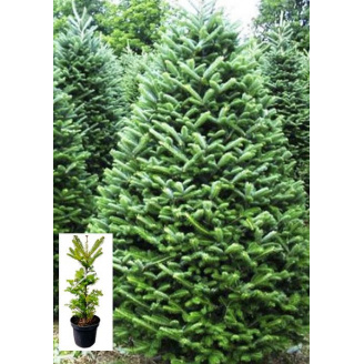 Пихта Бальзамическая 3-х летняя (Abies balsamea) высота 30-40 см