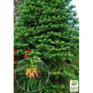 Кунингамия ланцетовидная (Cunninghamia lanceolata)