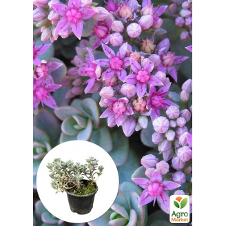 Очиток синій Rasenteppich (Sedum cyaneum)