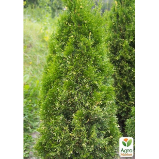 Туя западная Смарагд Вариегата (Smaragd Variegata) горшок P9