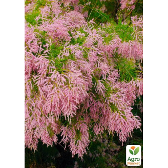 Тамарикс гіллястий Pink Cascade
