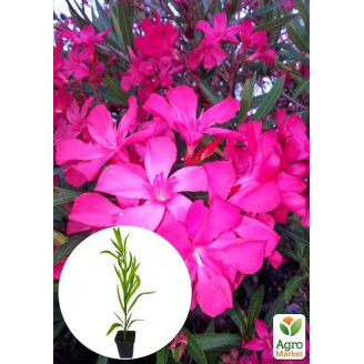 Олеандр запашний Nerium oleander Paris (вічнозелений, ароматний чагарник)