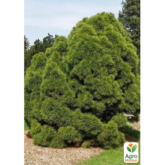 Сосна звичайна Globosa Viridis С7.5, висота 45-55см