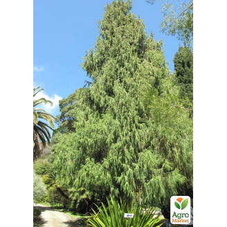 Кипарис Гималайский 2-х летний (Cupressus Torulosa) С1,5 высота 30-35см