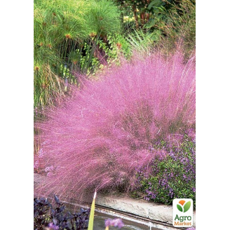Мюленбергия Muhlenbergia capillaris вазон С2