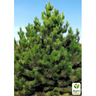 Сосна 4-х річна Кримська С3, висота 40-50см