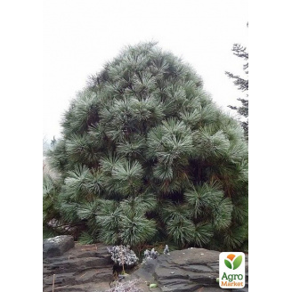 Сосна Джеффрі Pinus Jeffreyi (горщик P9)