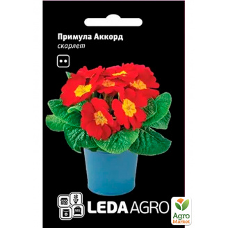 Примула Аккорд скарлет ТМ Leda Agro 10шт