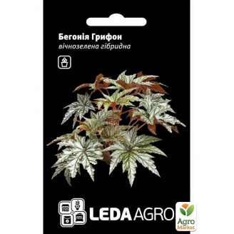 Бегонія вічнозелена Грифон ТМ Leda Agro 3шт