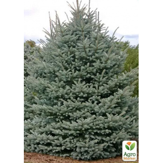 Ялина Вільсона Picea Wilsonii вазон С2, висота 20-30см