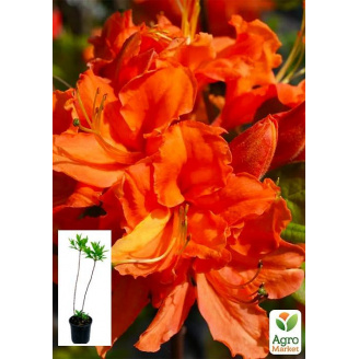 Азалия 2-х летняя Mandarin Lights С1 высота 25-50см