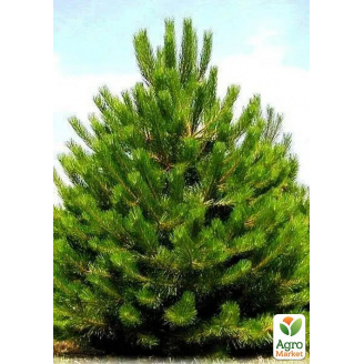 Сосна обыкновенная 3-х летняя (Pinus sylvestris) С3, высота 20-40см
