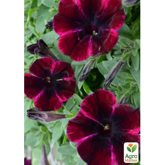 Петуния ампельная Sweetunia Johnny Flame (контейнер №10, высота 10-15см)