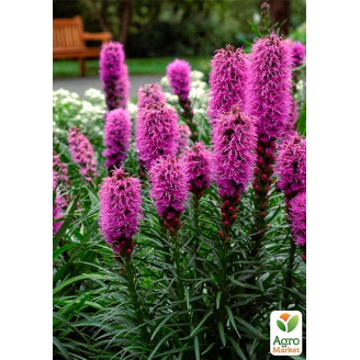 Лиатрис колосковый Rose Purple вазон С2