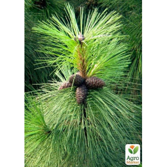 Сосна Орегонська Pinus Ponderosa