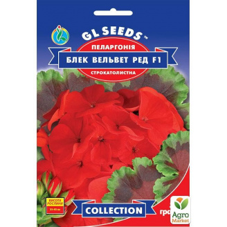 Пеларгонія ряболиста Блек вельвет ред F1 ТМ GL SEEDS 5 гранул