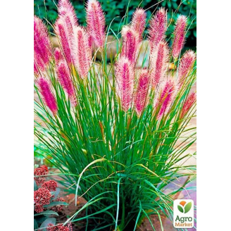 Пеннісетум 3х річний Red Head, С2