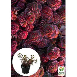 Очиток помилковий Кров Драконів (Sedum spurium Dragons Blood)