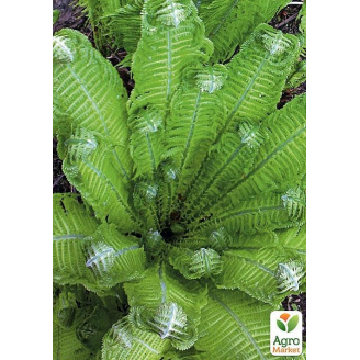 Страусник багаторічна папороть (Корневище) (Matteúccia struthiópteris)