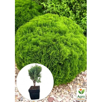 Туя західна 4-річна Danica (Thuja occidentalis) С3, висота 20-30 см