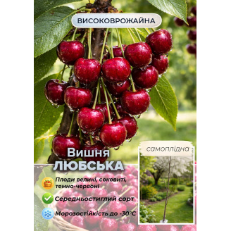Эксклюзив! Вишня темно-бордовая Любська (премиальный крупноплодный сорт, неприхотливая)
