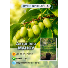 Эксклюзив! Актинидия Mansu (Мансу) (мини-киви, яблочно-ананасовый вкус, поздний срок созревания)