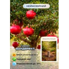 Ексклюзив! Гранат рубіново-червоний Вандерфул (Wonderful) (преміальний сорт без кислинки)
