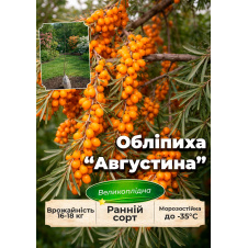 Эксклюзив! Облепиха Августина(женская) (ранний срок созревания, высокоурожайный и крупноплодный сорт)