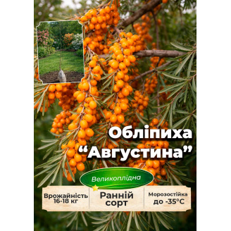 Ексклюзив! Обліпиха Августина (жіноча) (ранній термін дозрівання, високоврожайний та великоплідний сорт)