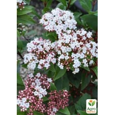Калина вечнозеленая Spirit (Viburnum tinus) высота 20см