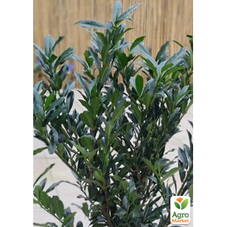Лавровишня лікарська Отто Супрім (Prunus laurocerasus Otto Supreme) вазон Р9