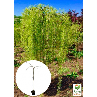 Карагана деревоподібна на штамбі Walker Pendula С7, 5, висота 100-120см