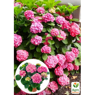 LMTD Гортензія крупнолиста квітуча 3-річна Early Pink (30-40см)